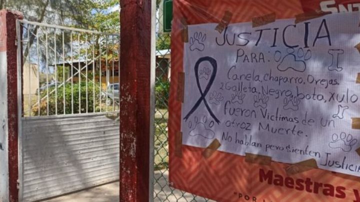 Directora manda envenenar 7 perritos en una escuela en Yucatán; la suspenden de su cargo