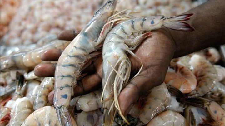 Así es como el Cártel de Sinaloa extorsiona industria pesquera en Baja California: Revela investigación