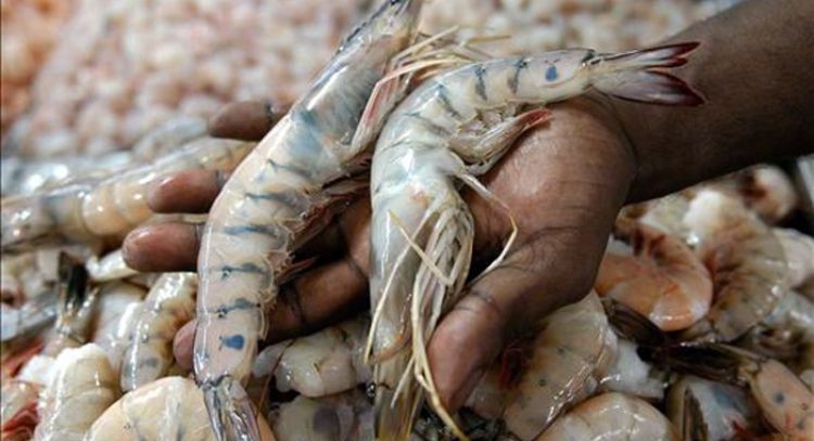 Así es como el Cártel de Sinaloa extorsiona industria pesquera en Baja California: Revela investigación