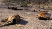Foto ilustrativa de la nota titulada Ganaderos de Álamos denuncian abandono al campo ante grave sequía en Sonora
