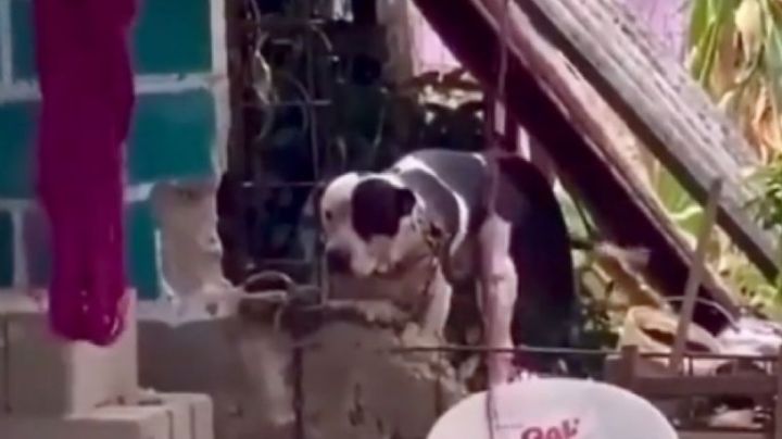 Perro pitbull ataca a adolescente y a niña de 6 años, dejándolas con heridas graves