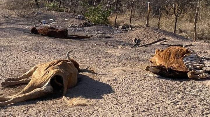 Ganaderos de Álamos denuncian abandono al campo ante grave sequía en Sonora
