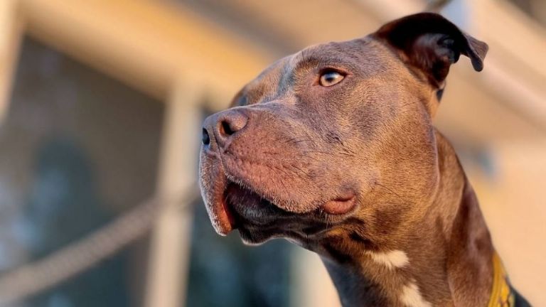 Perro pitbull ataca a adolescente y a niña de 6 años, dejándolas con heridas graves