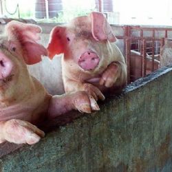Porcicultura en Sonora enfrenta su mayor crisis por regulación de carne en EU