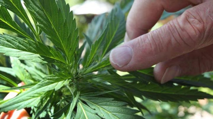 Día de la Marihuana 2024: ¿Cómo comenzó a usarse el código 420 para referirse a la fecha?