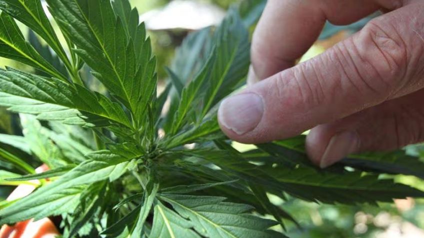 Día de la Marihuana 2024: ¿Cómo comenzó a usarse el código 420 para referirse a la fecha?