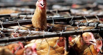 Alerta: Síntomas de gripe aviar en humanos y qué hacer en caso de infección