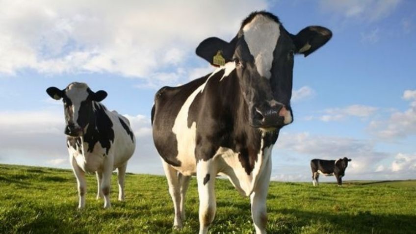 Detectan fuertes casos de gripe aviar en Texas tras contacto con ganado vacuno infectado