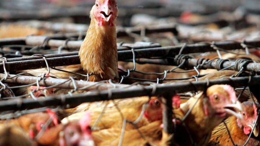Alerta: Síntomas de gripe aviar en humanos y qué hacer en caso de infección