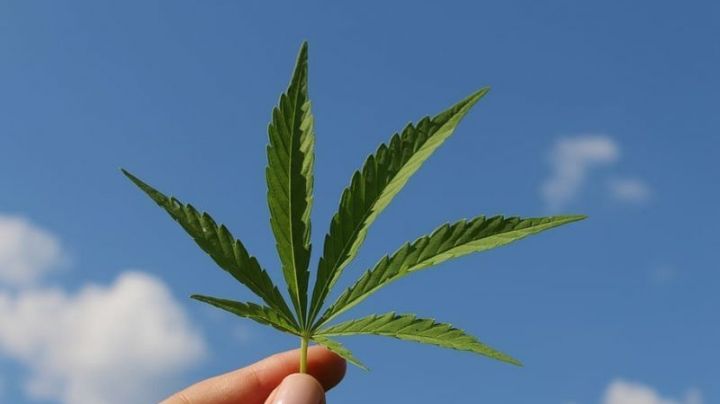 Día Internacional de la Marihuana 2024: Beneficios y mitos de su uso ¿Hace daño?