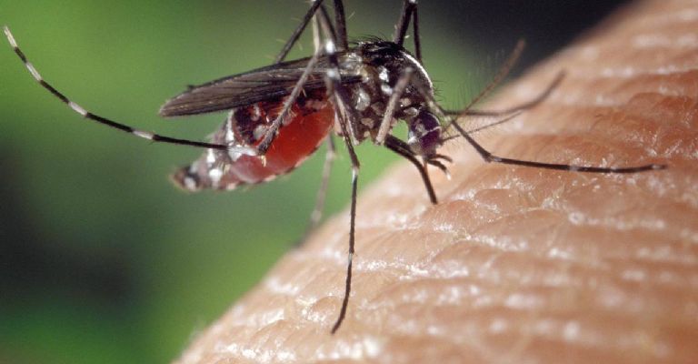 El mosquito que causa dengue 