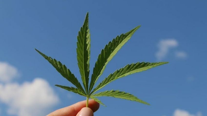 Día Internacional de la Marihuana 2024: Beneficios y mitos de su uso ¿Hace daño?