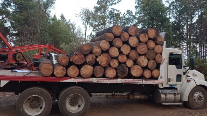 Luchan contra tala montes en Edomex; recuperan camión y troncos cortados en Texcaltitlán