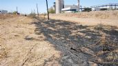 Foto ilustrativa de la nota titulada Incendian decenas de árboles de programa de reforestación en Ciudad Obregón