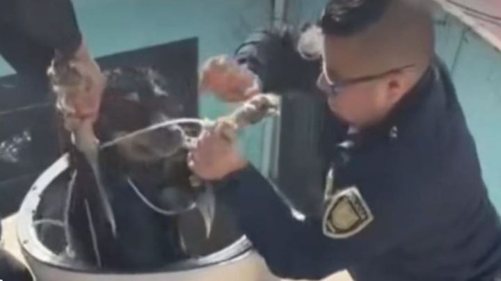 VIDEO: Policías de la CDMX rescatan a perrito atrapado en un tinaco