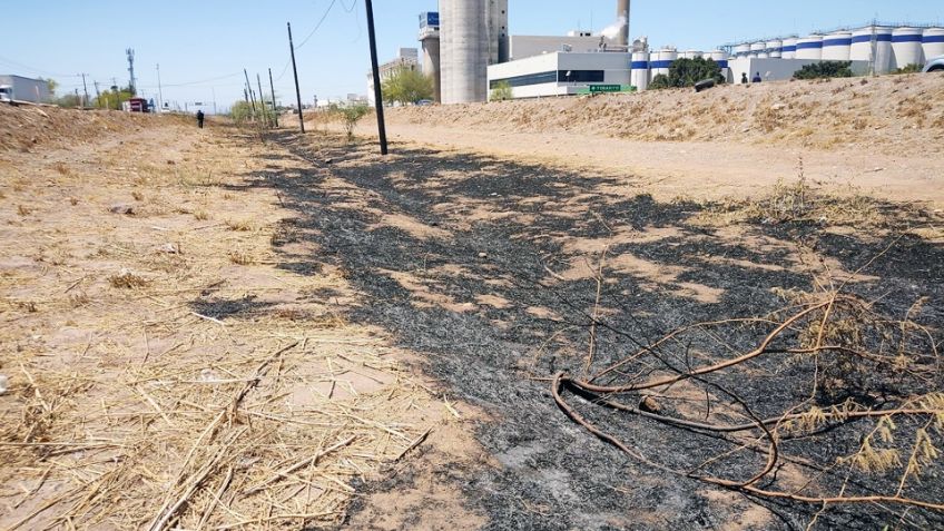 Incendian decenas de árboles de programa de reforestación en Ciudad Obregón
