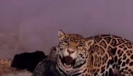 Así lucen los tres jaguares bebés de Chapultepec ¿Cómo se llaman?