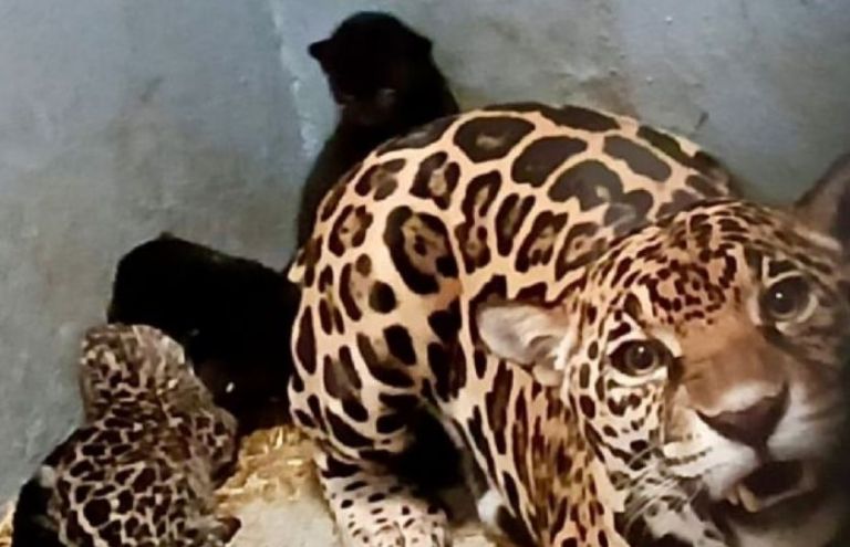Jaguares en el Zoológico de Chapultepec