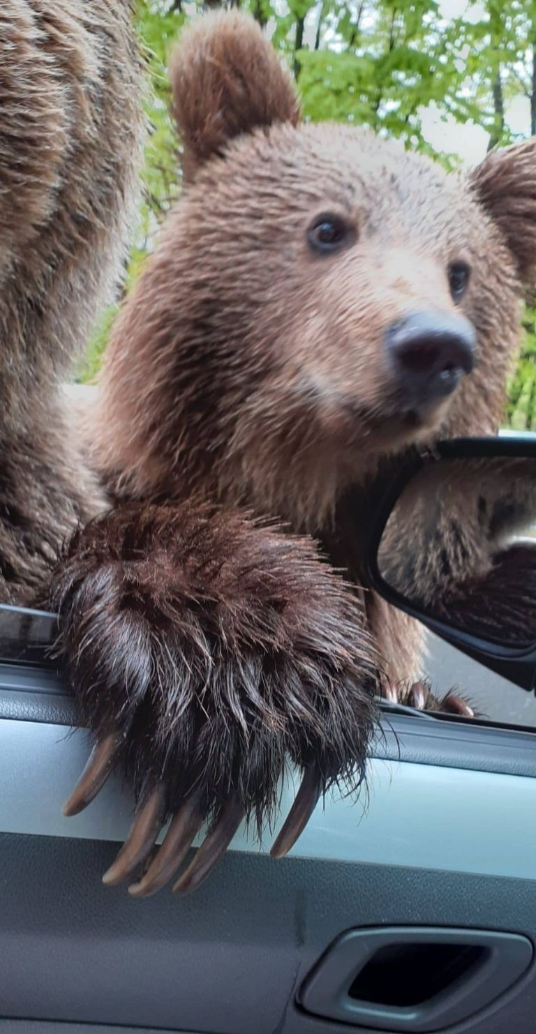 Mujer pierde la mano al intentar tomarse selfie con un oso