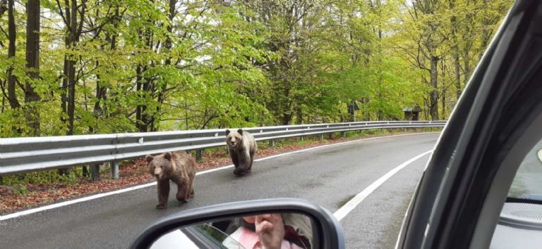 Mujer pierde la mano al intentar tomarse selfie con un oso