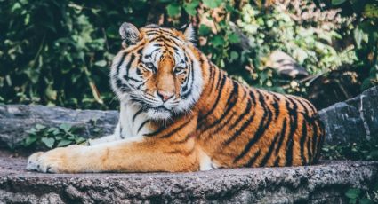 FUERTES IMÁGENES: Mujer es atacada por un grupo de tigres en un safari de China