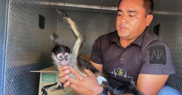 Detienen a pareja que vendía mono araña en redes en Querétaro