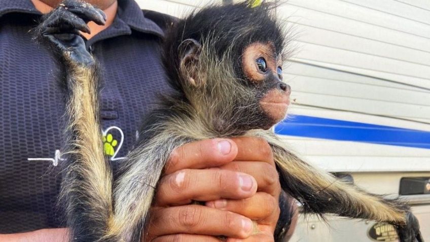 Detienen a pareja por intentar vender un mono araña a través de redes sociales