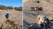 Foto ilustrativa de la nota titulada Sequía extrema en el sur de Sonora: Ganado en Álamos se muere por falta de agua y pastizales
