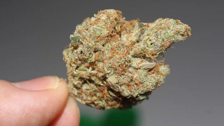 Sierra Leona declara el estado de emergencia por alto consumo de la droga kush