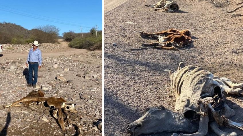 Sequía extrema en el sur de Sonora: Ganado en Álamos se muere por falta de agua y pastizales