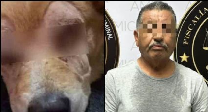 Sonora: Tras ser víctima de crueldad animal y quedarse ciego, 'Rirry' es adoptado por una familia