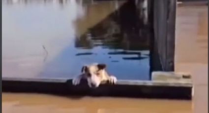 Rescatan a perrito que estaba a punto de ahogarse durante inundaciones en Brasil