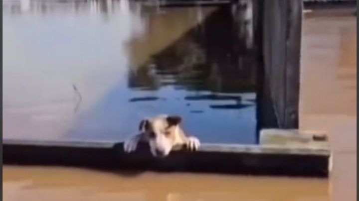 Rescatan a perrito que estaba a punto de ahogarse durante inundaciones en Brasil