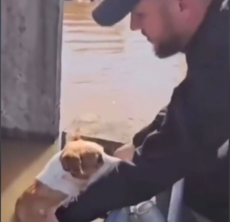 rescatan a perrito a punto de ahogarse durante las inundaciones en Brasil