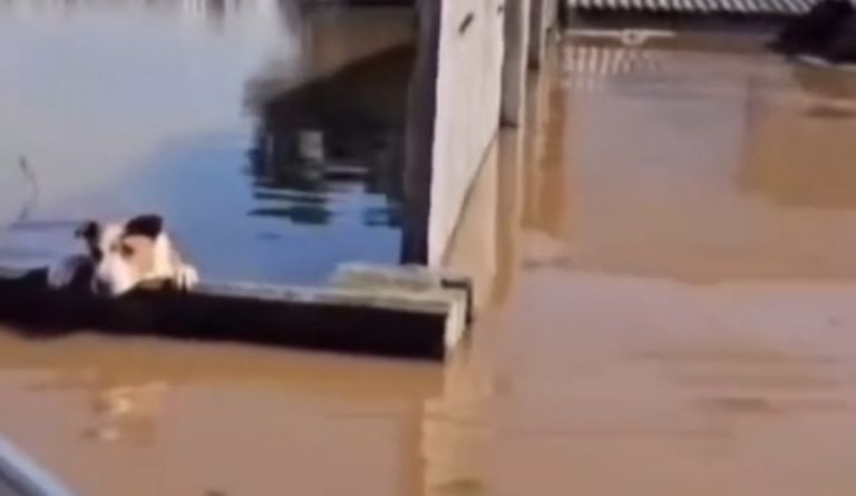 rescatan a perrito a punto de ahogarse durante las inundaciones en Brasil
