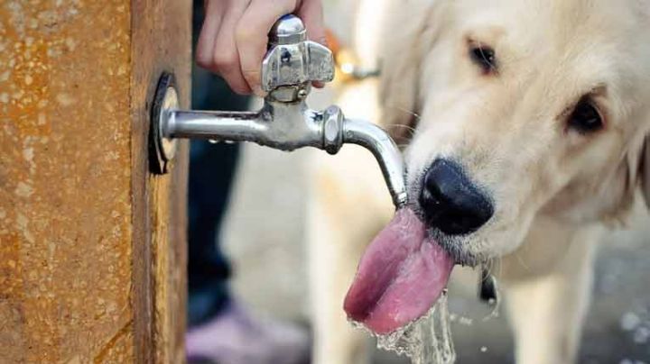 Mascotas en peligro: Cómo protegerlas durante las olas de calor