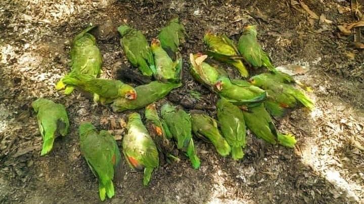 Alerta por muerte masiva de aves debido a olas de calor en Tamaulipas y San Luis Potosí