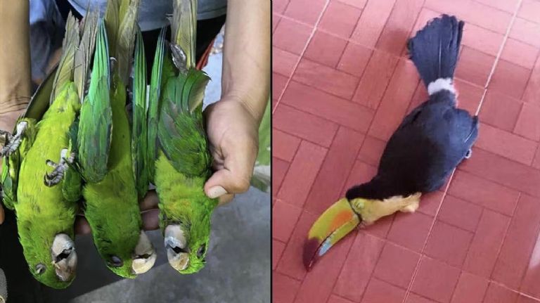 Aves caen muertas por el intenso calor