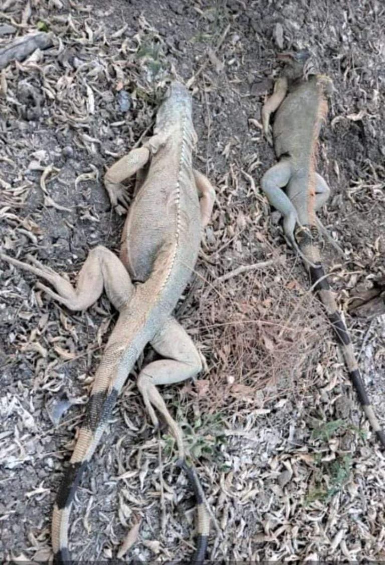 Animales están muriendo por el intenso calor