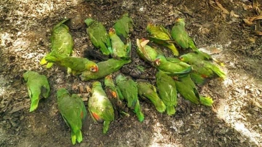 Alerta por muerte masiva de aves debido a olas de calor en Tamaulipas y San Luis Potosí