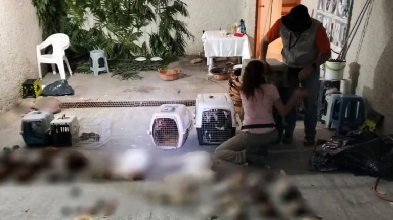 Encuentran animales en propiedad de Naucalpán