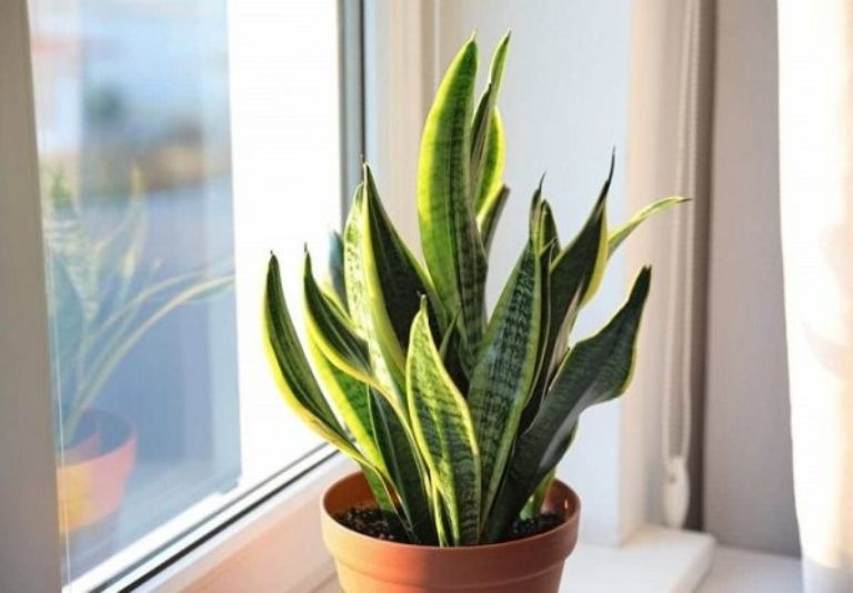 En época de calor, una lengua de suegra ayudará a refrescar cualquier espacio