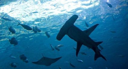 VIDEO: Captan a cría de tiburón martillo en la orilla de Bahía de Kino en Hermosillo