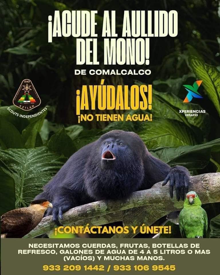 Monos saraguatos caen muertos por ola de calor en Tabasco y Chiapas