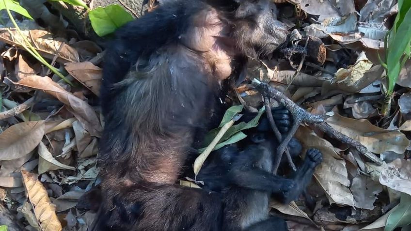 Ola de calor y sequía devastan población de monos saraguatos en Tabasco y Chiapas