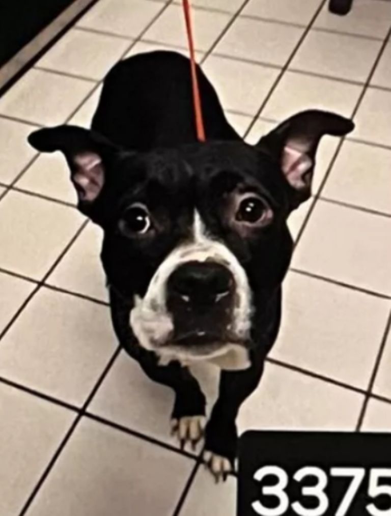 Domingo Rodríguez es arrestado por matar a su perro