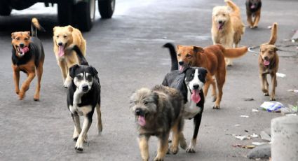 TikToker recoge basura electoral y fabrica cama para perritos callejeros