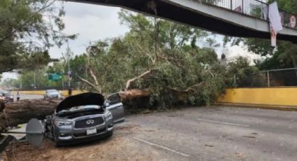 Se desploma árbol grande sobre Río Churubusco y destroza un automóvil; cierran circulación