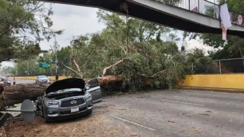 Se desploma árbol grande sobre Río Churubusco y destroza un automóvil; cierran circulación