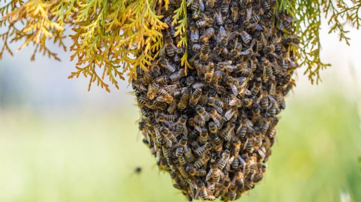 Trágico final: Sinaloense pierde la vida tras ser atacado por varias abejas